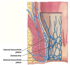 Anal Canal Anatomy